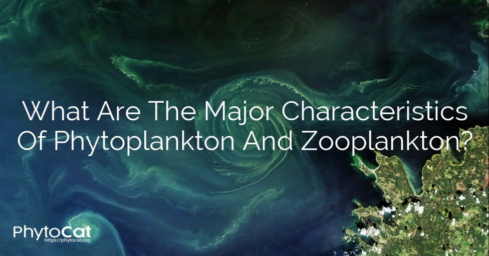 What Are The Major Characteristics Of Phytoplankton And Zooplankton 