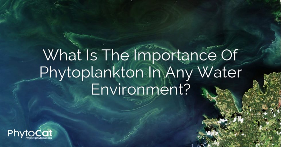 What Is The Importance Of Phytoplankton In Any Water Environment?