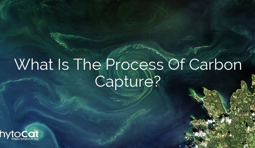 What Is The Process Of Carbon Capture 