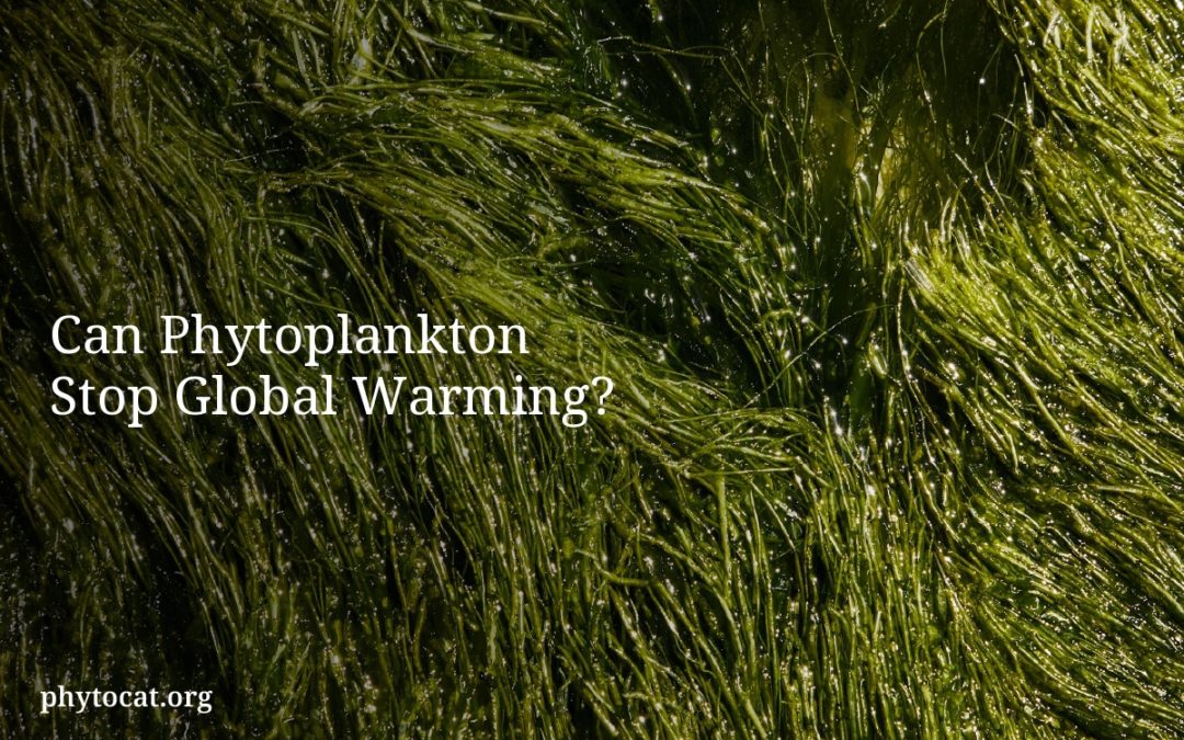 Can Phytoplankton Stop Global Warming?