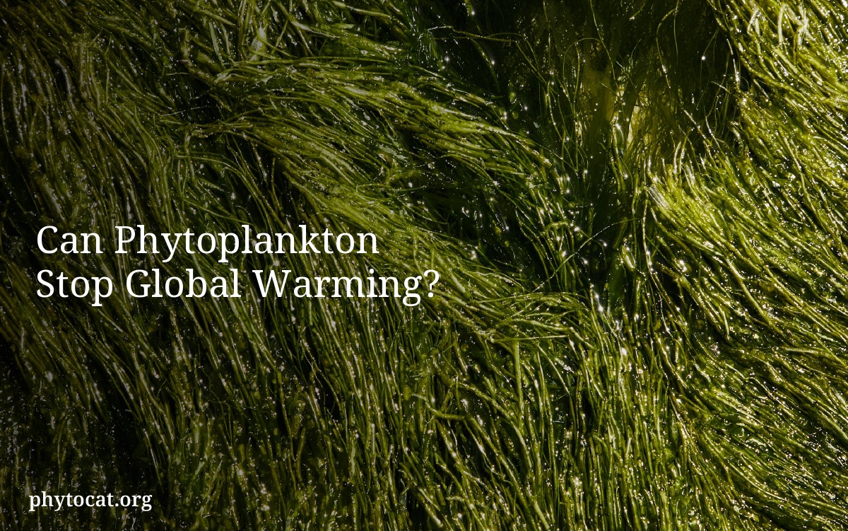 Can Phytoplankton Stop Global Warming?