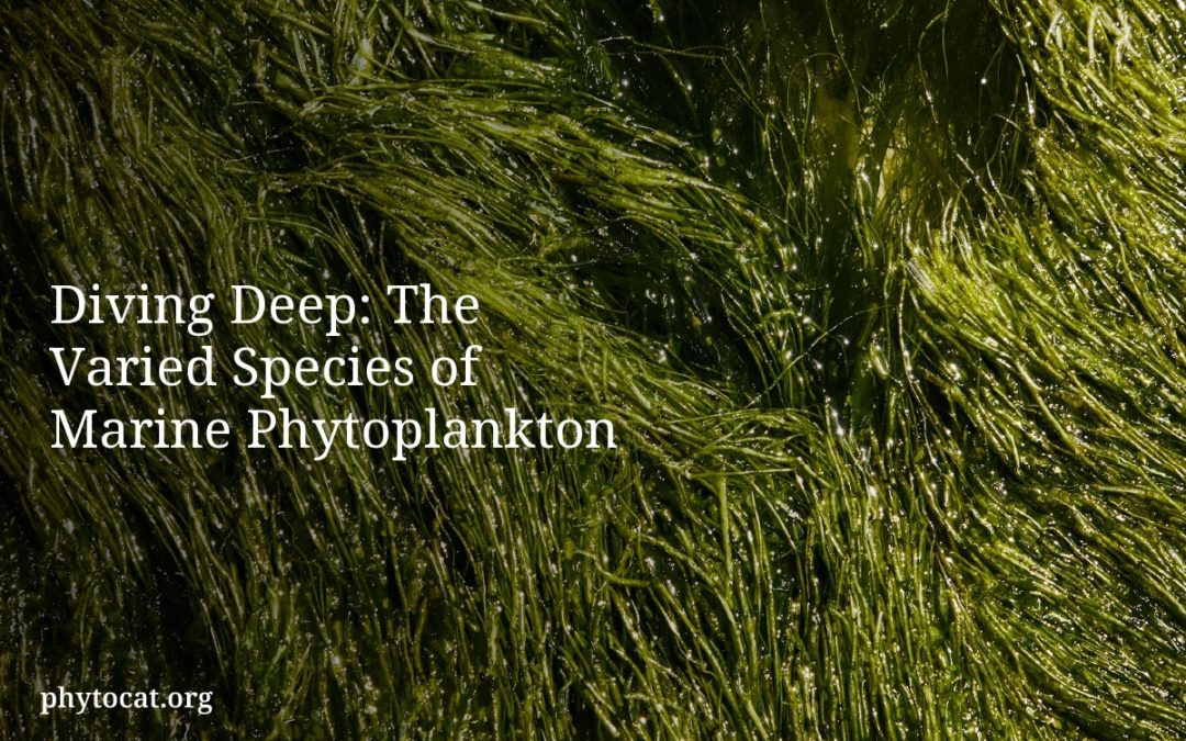 Diving Deep: The Varied Species of Marine Phytoplankton