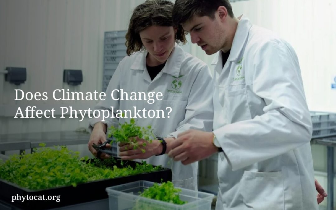 Does Climate Change Affect Phytoplankton?