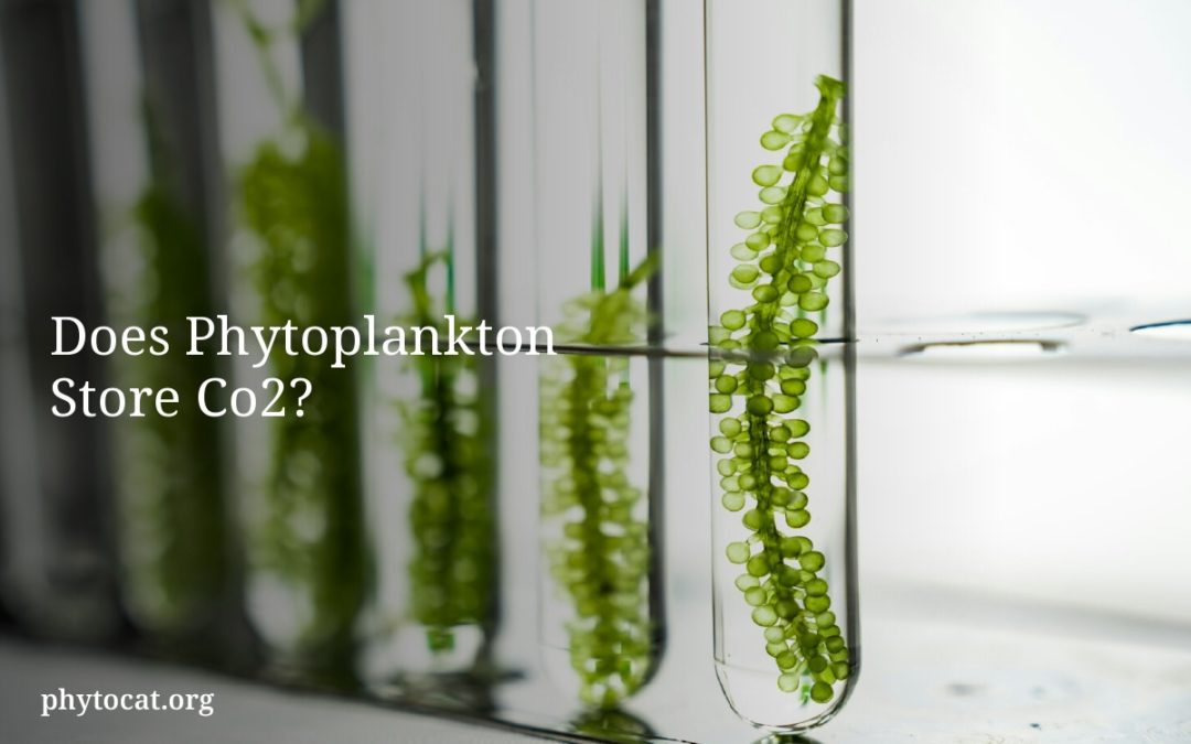 Does Phytoplankton Store Co2?