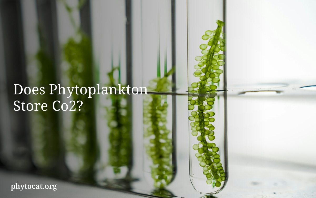 Does Phytoplankton Store Co2?
