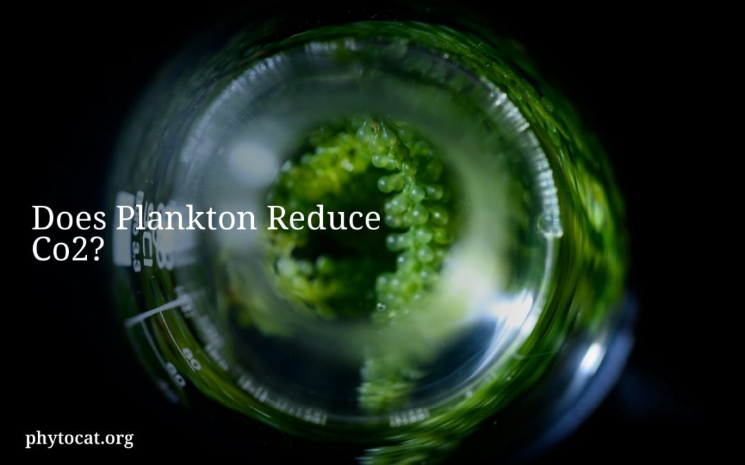 Does Plankton Reduce Co2?