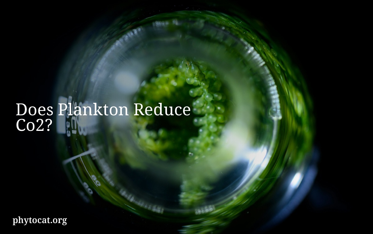 Does Plankton Reduce Co2?