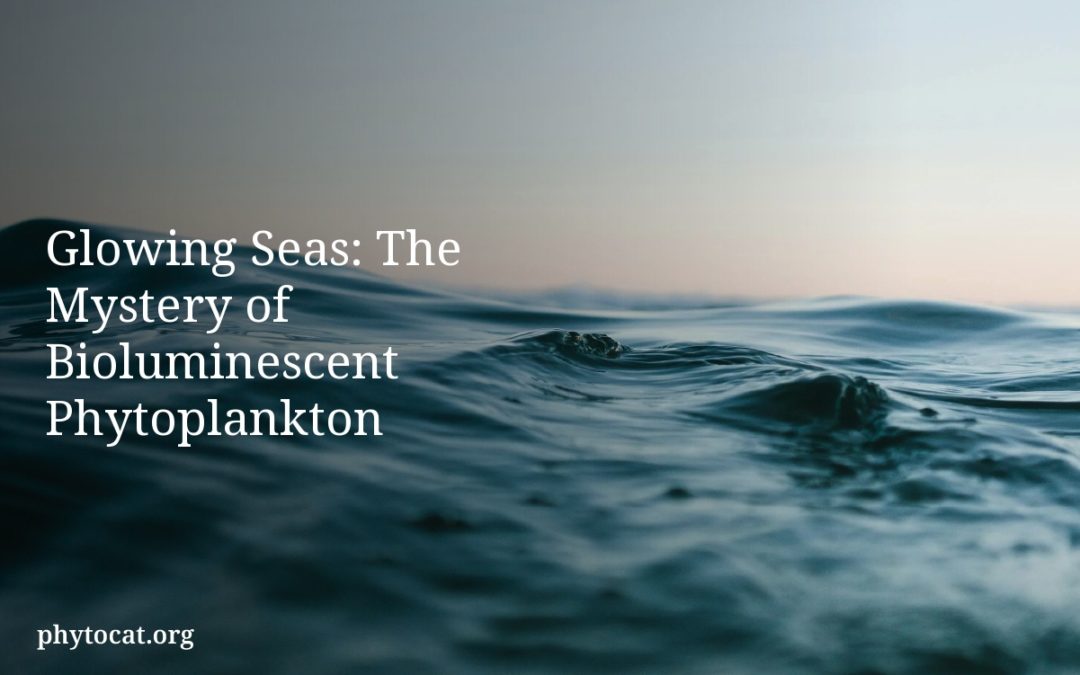 Glowing Seas: The Mystery of Bioluminescent Phytoplankton