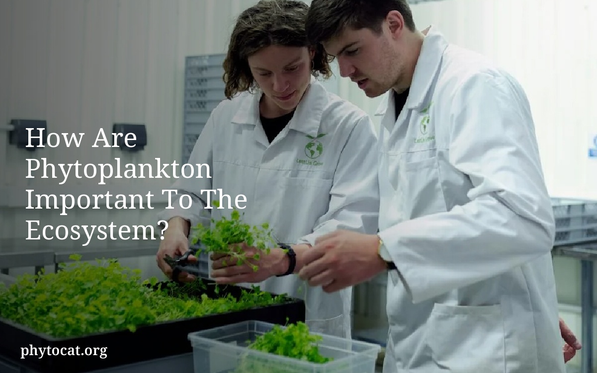 How Are Phytoplankton Important To The Ecosystem?