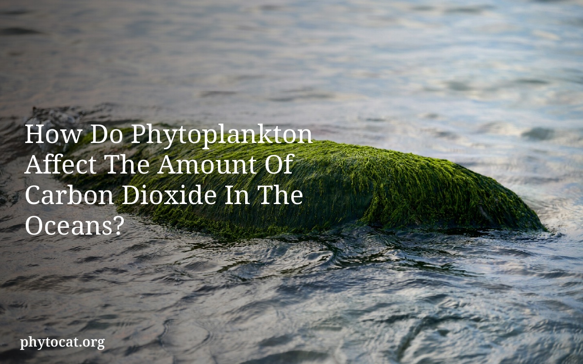 How Do Phytoplankton Affect The Amount Of Carbon Dioxide In The Oceans?