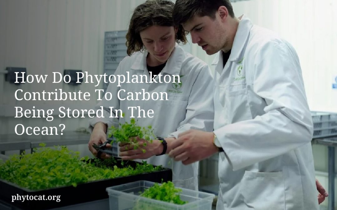How Do Phytoplankton Contribute To Carbon Being Stored In The Ocean?