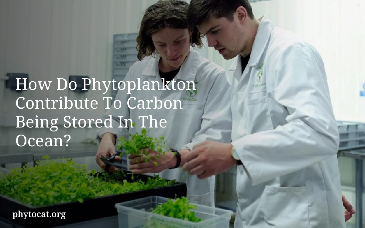 How Do Phytoplankton Contribute To Carbon Being Stored In The Ocean?