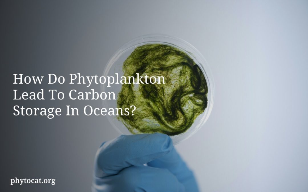 How Do Phytoplankton Lead To Carbon Storage In Oceans?