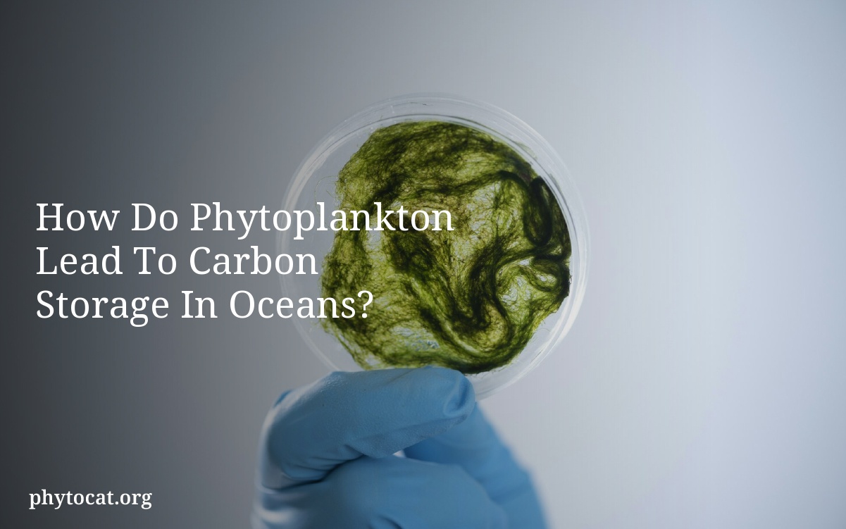 How Do Phytoplankton Lead To Carbon Storage In Oceans?