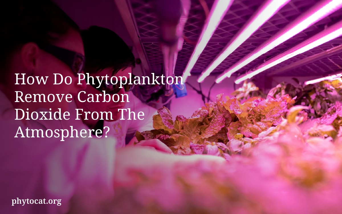 How Do Phytoplankton Remove Carbon Dioxide From The Atmosphere?