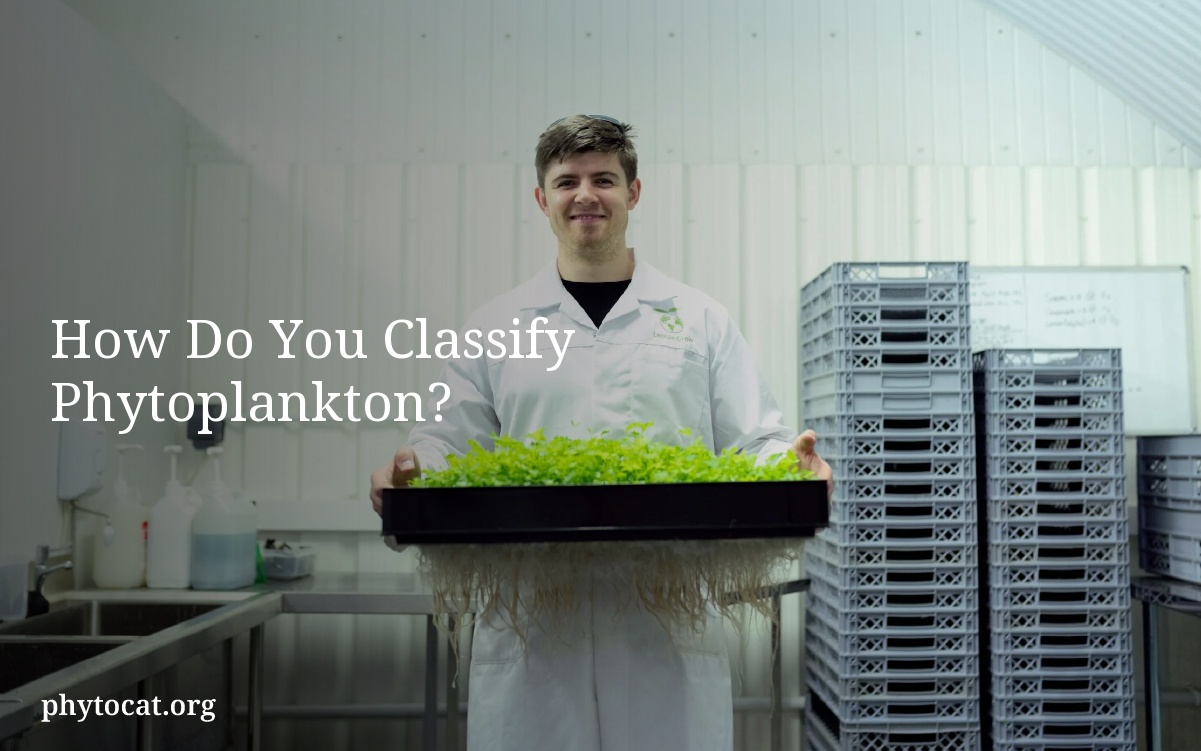 How Do You Classify Phytoplankton?