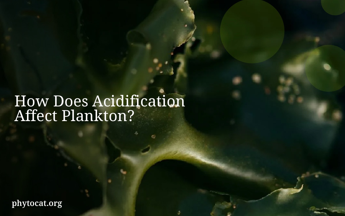 How Does Acidification Affect Plankton?