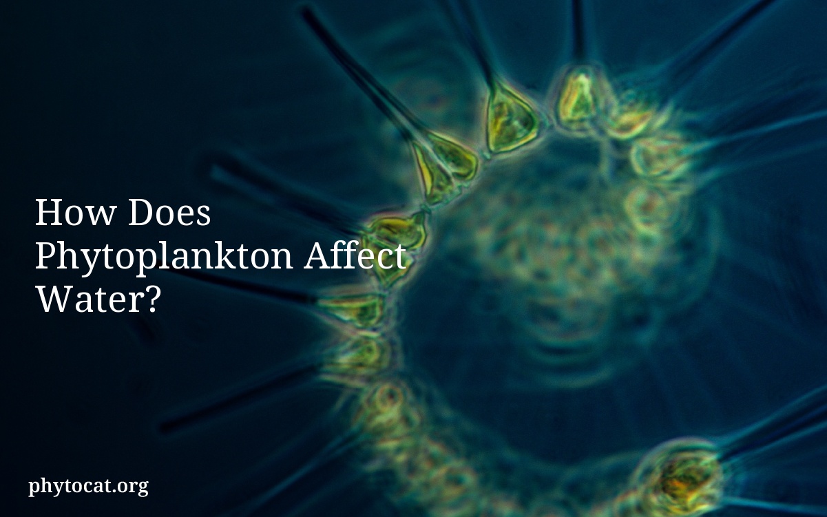 How Does Phytoplankton Affect Water?