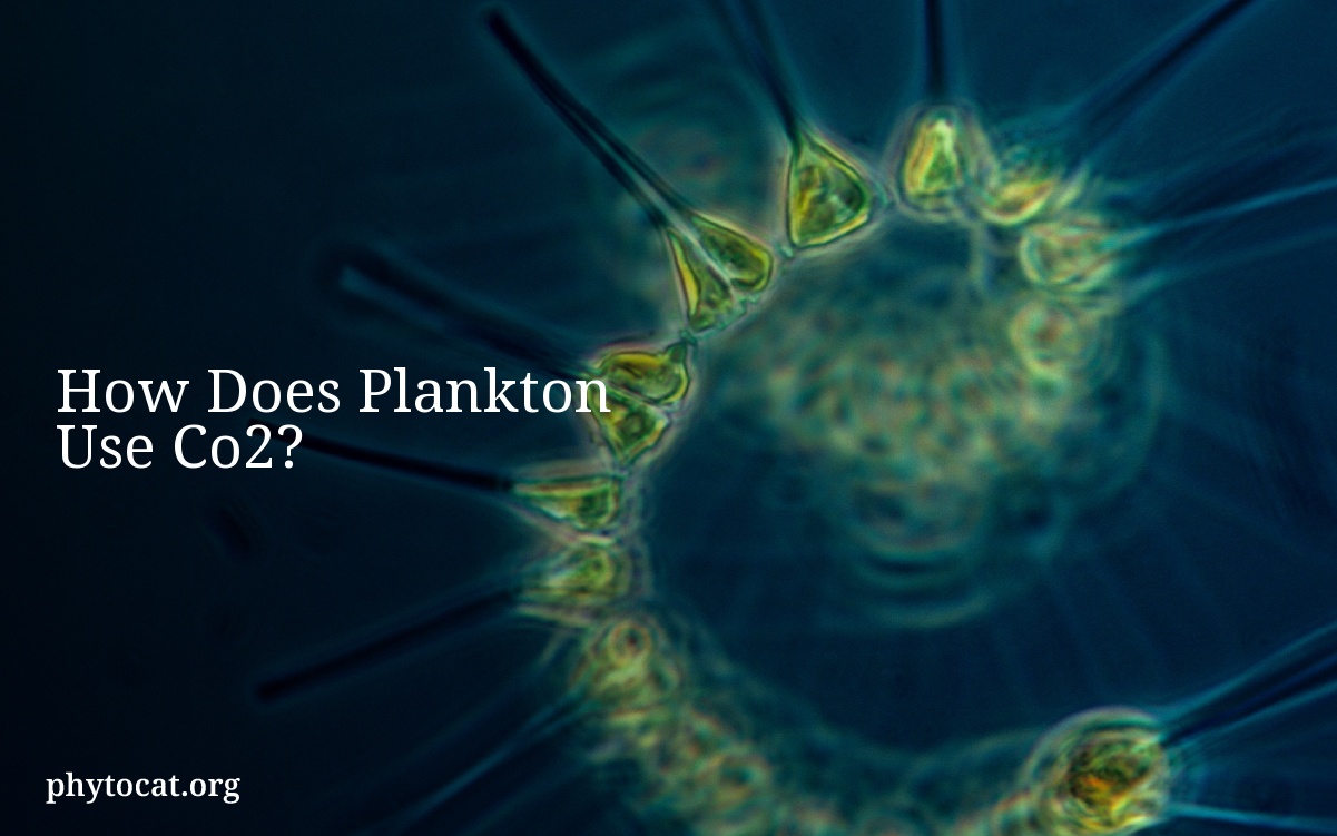 How Does Plankton Use Co2?