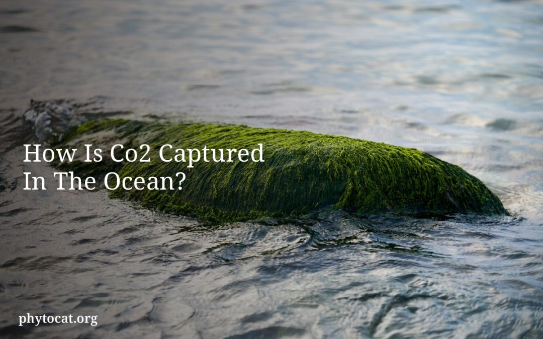 How Is Co2 Captured In The Ocean?