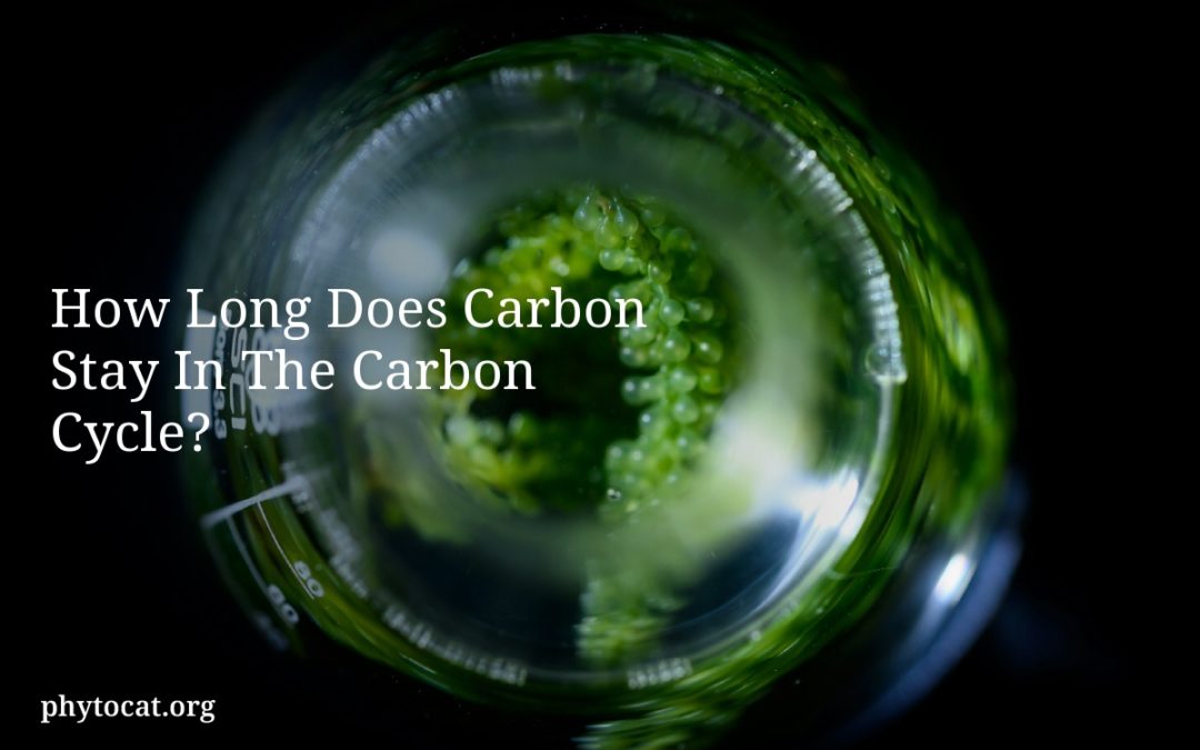 How Long Does Carbon Stay In The Carbon Cycle?