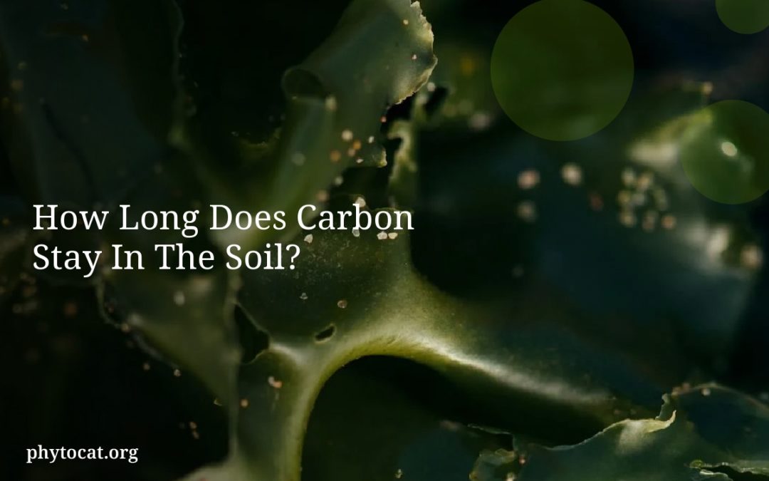 How Long Does Carbon Stay In The Soil?