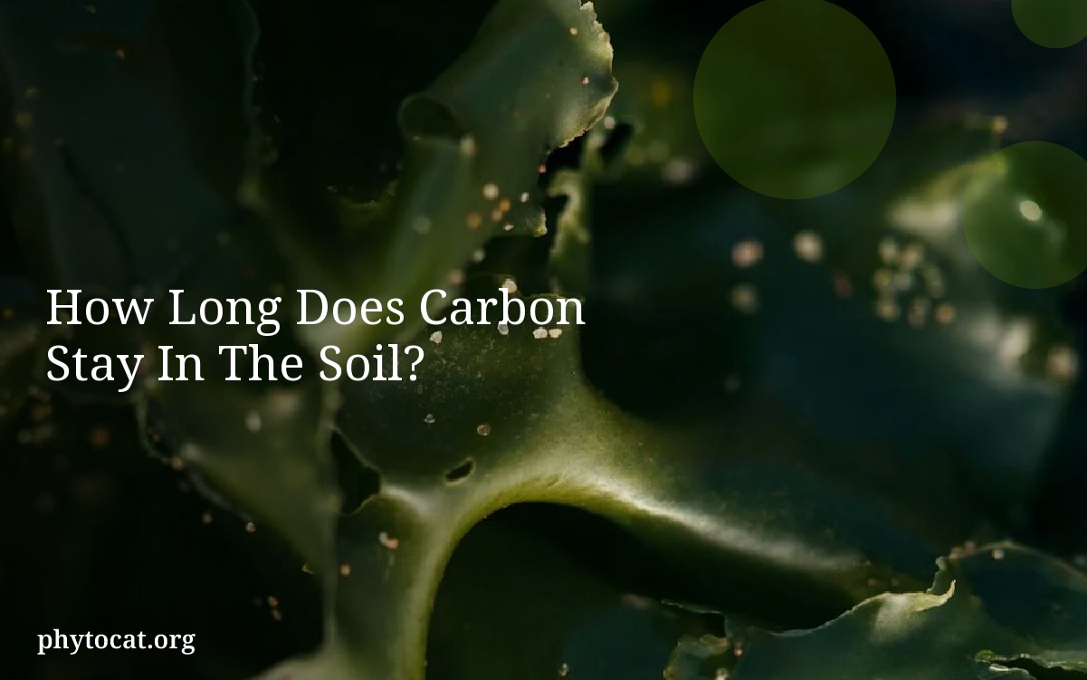 How Long Does Carbon Stay In The Soil?
