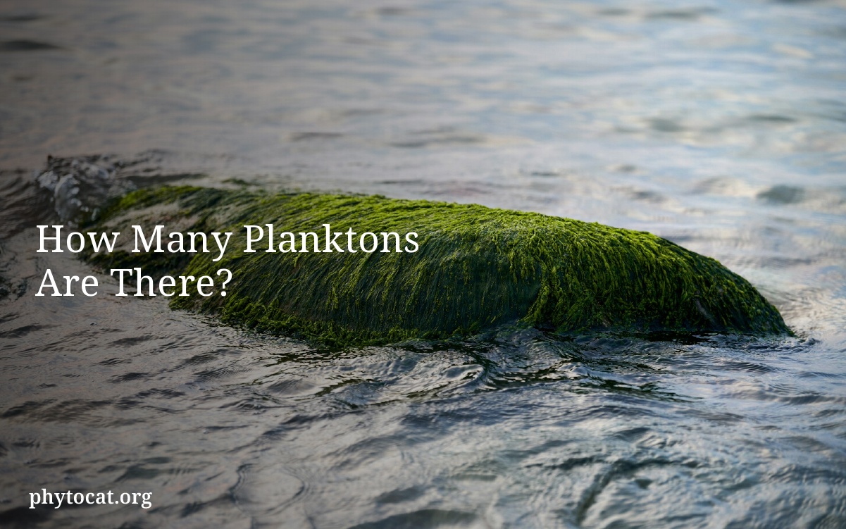 How Many Planktons Are There?