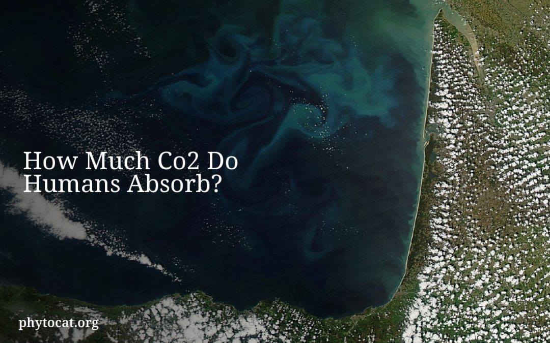 How Much Co2 Do Humans Absorb?