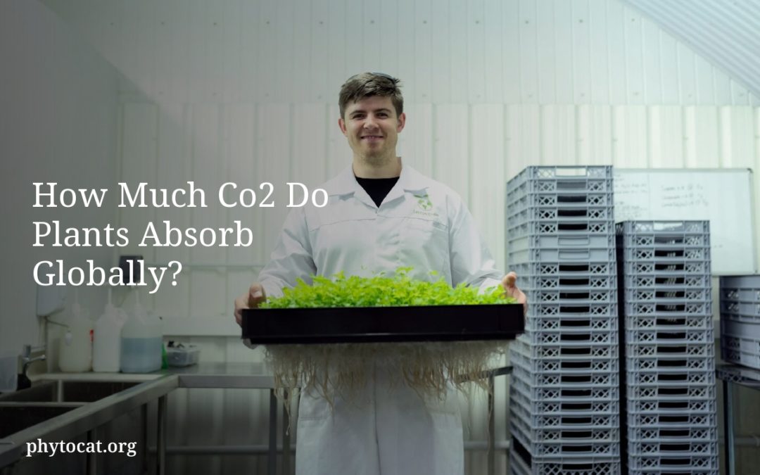 How Much Co2 Do Plants Absorb Globally?