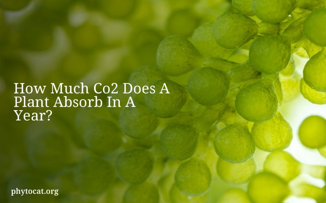 How Much Co2 Does A Plant Absorb In A Year?