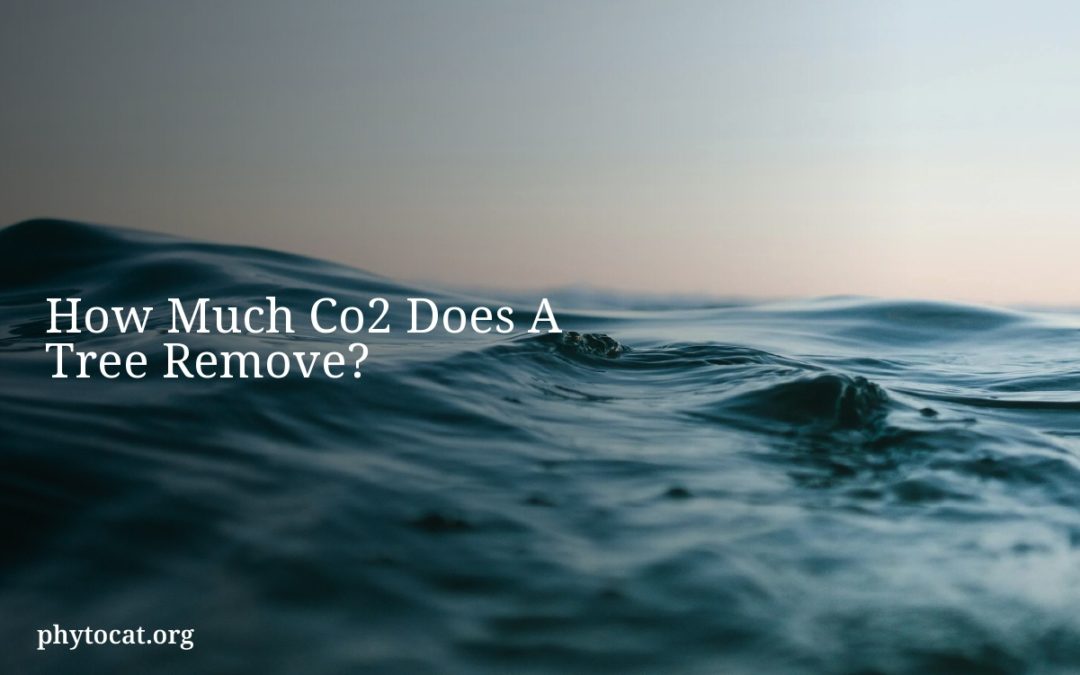 How Much Co2 Does A Tree Remove?