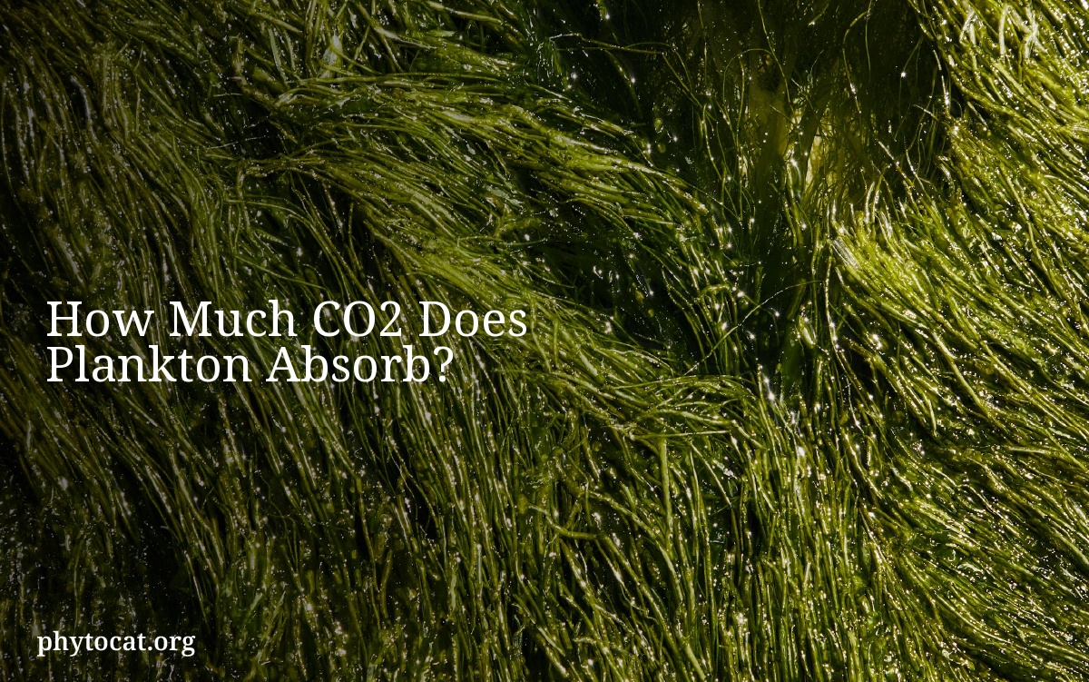 How Much CO2 Does Plankton Absorb?