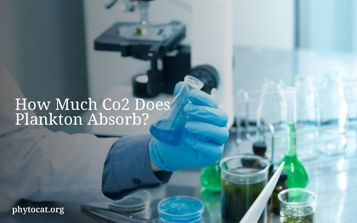 How Much Co2 Does Plankton Absorb?