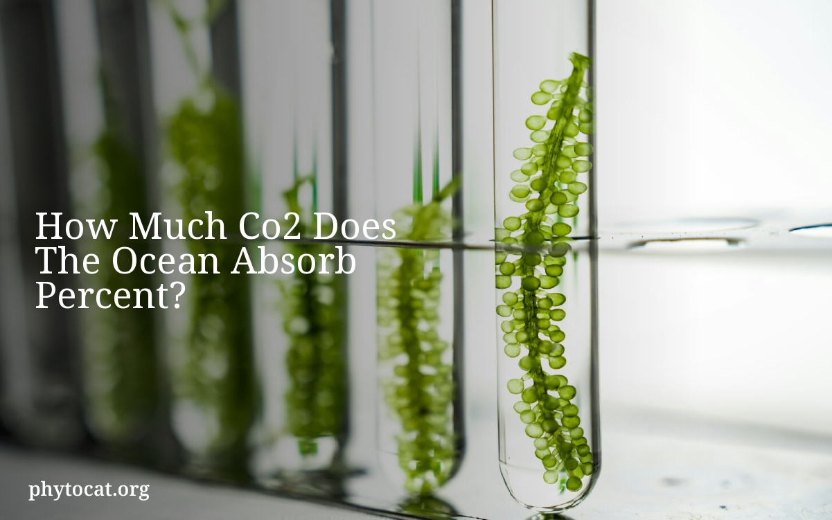 How Much Co2 Does The Ocean Absorb Percent?