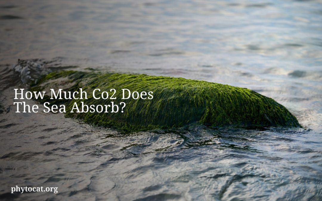 How Much Co2 Does The Sea Absorb?
