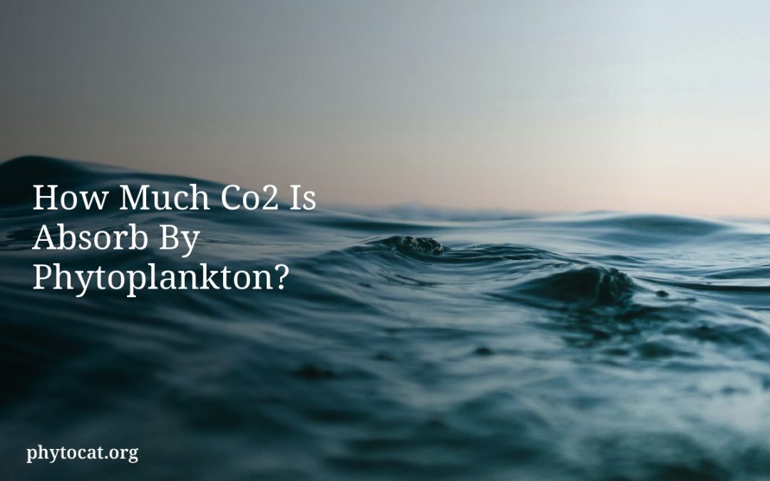 How Much Co2 Is Absorb By Phytoplankton?
