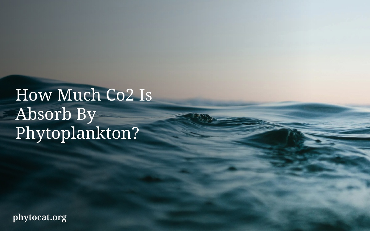 How Much Co2 Is Absorb By Phytoplankton?
