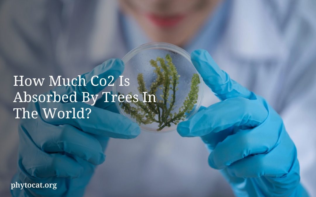 How Much Co2 Is Absorbed By Trees In The World?