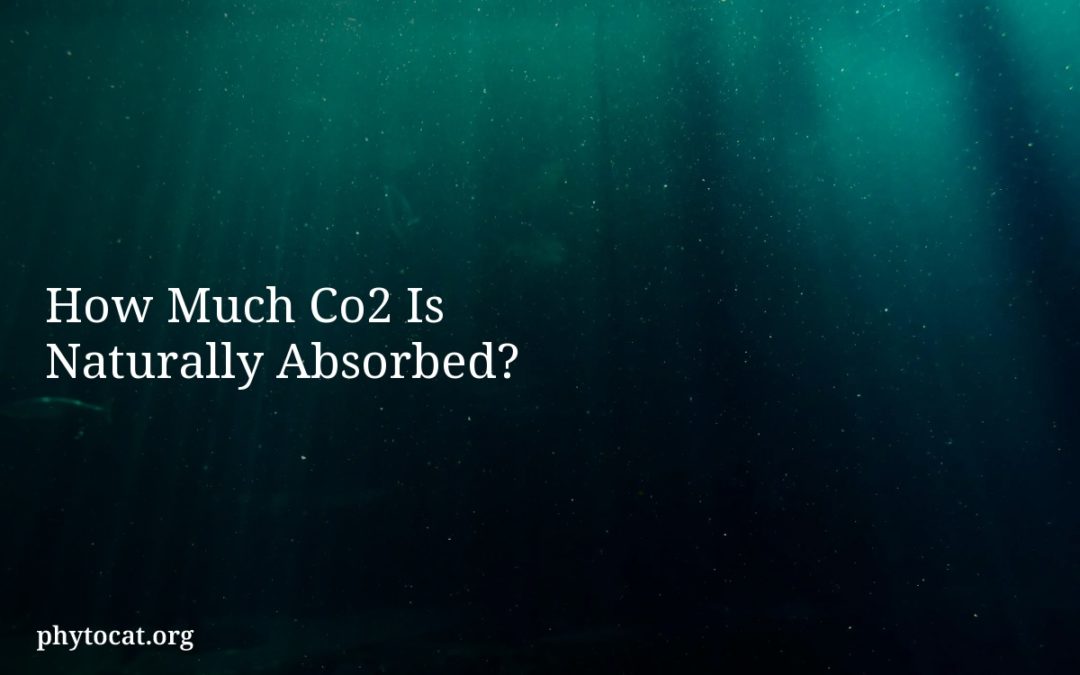 How Much Co2 Is Naturally Absorbed?