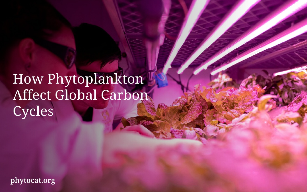 How Phytoplankton Affect Global Carbon Cycles