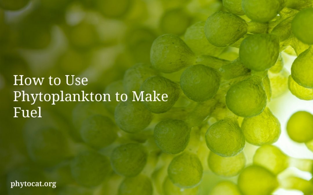 How to Use Phytoplankton to Make Fuel
