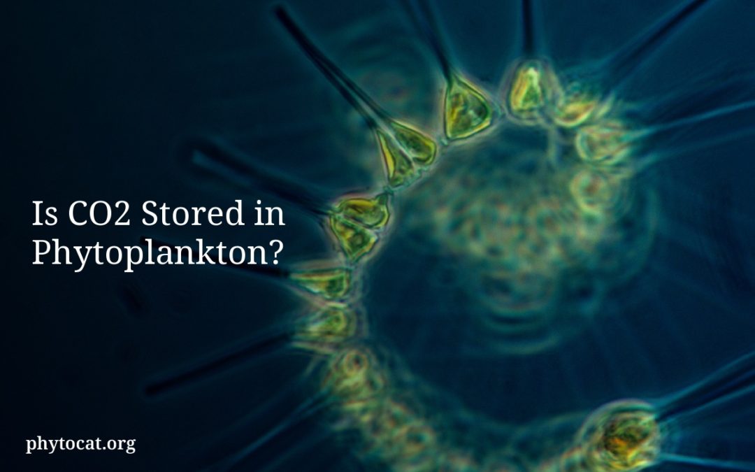 Is CO2 Stored in Phytoplankton?