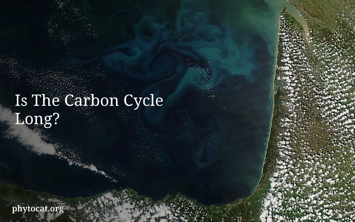 Is The Carbon Cycle Long?