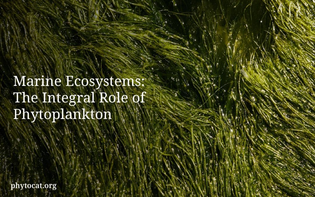Marine Ecosystems: The Integral Role of Phytoplankton