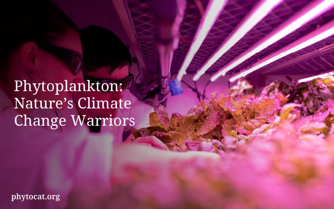 Phytoplankton: Nature’s Climate Change Warriors
