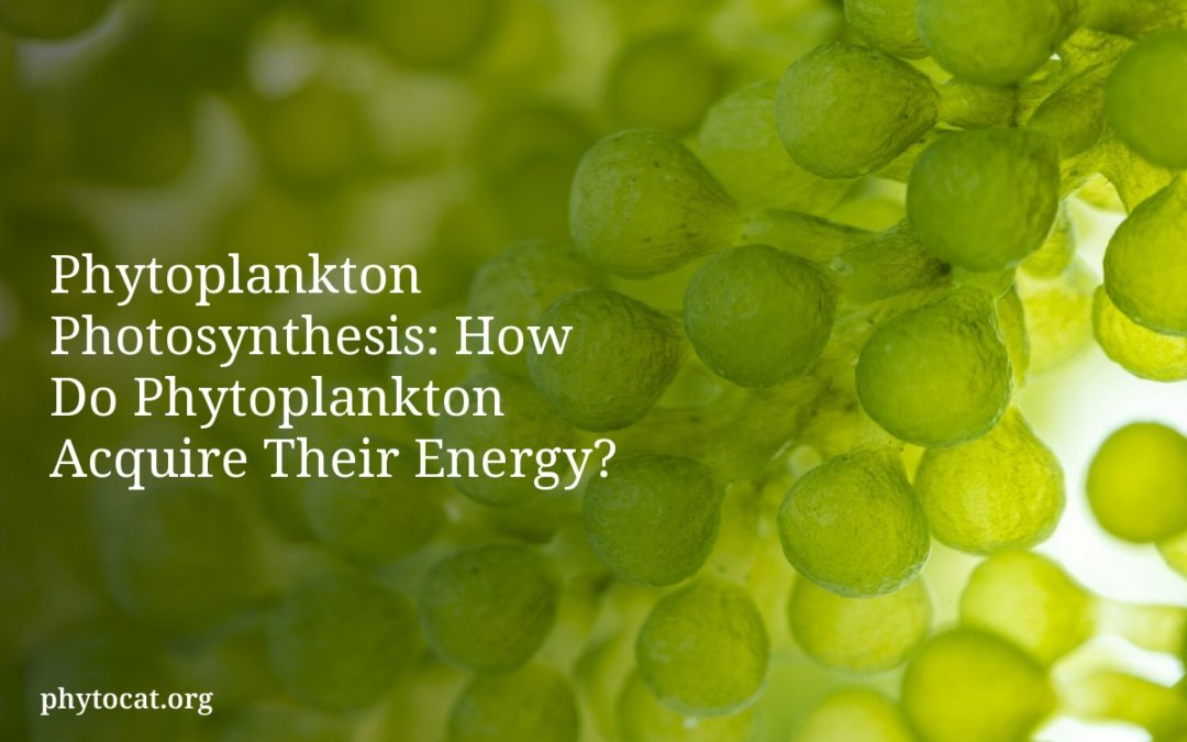 Phytoplankton Photosynthesis: How Do Phytoplankton Acquire Their Energy?