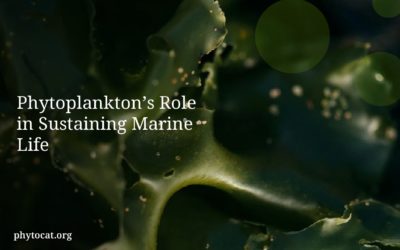 Phytoplankton’s Role in Sustaining Marine Life