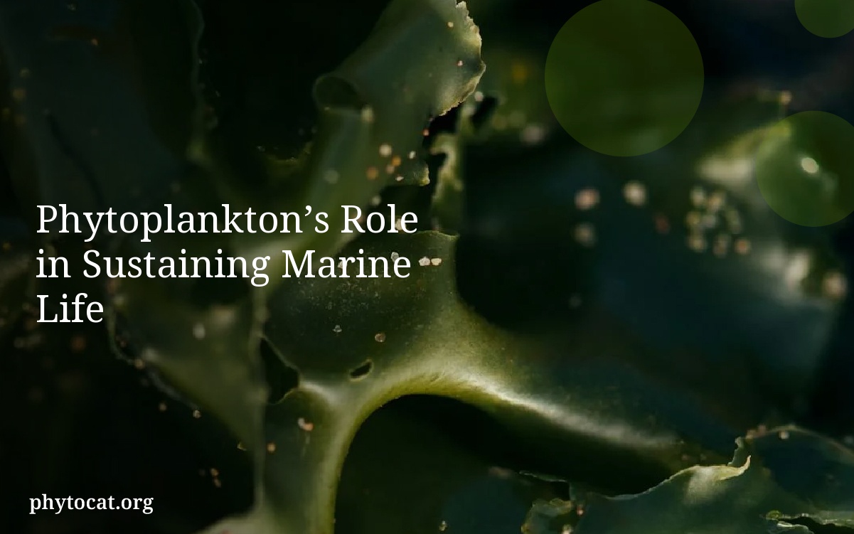 Phytoplankton’s Role in Sustaining Marine Life