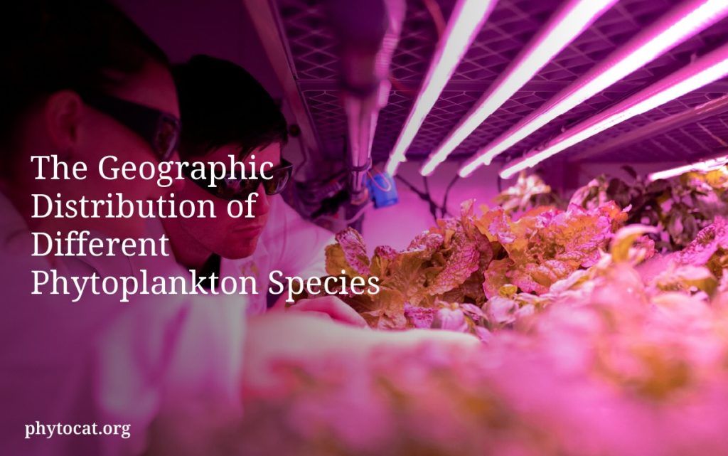 The Geographic Distribution of Different Phytoplankton Species